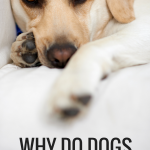 Why Do Dogs Snore?