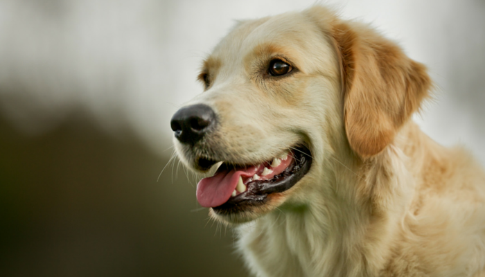 How to Brush Your Dogs Teeth