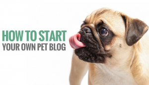 how to start a pet blog