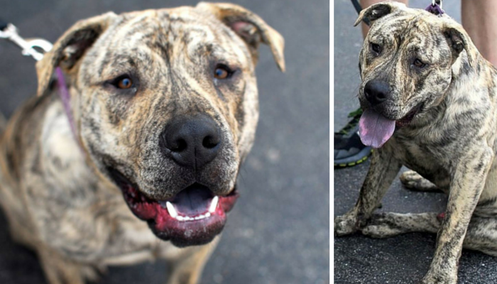 Tiger is a sweet and calm adoptable dog