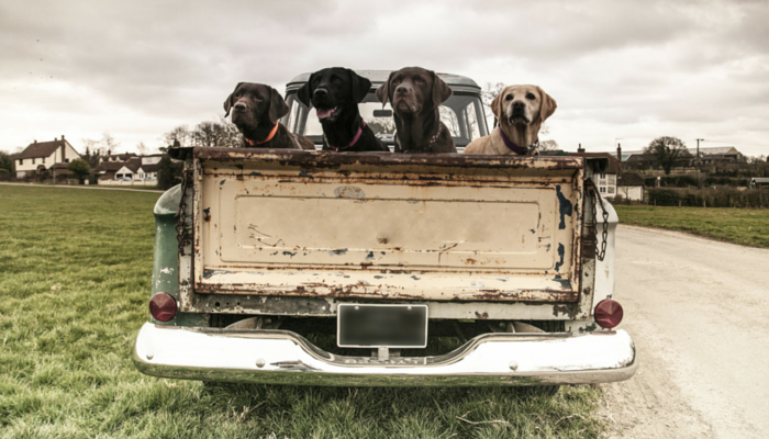 Please Don't Drive Around With Your Dog in the Back of Your Truck