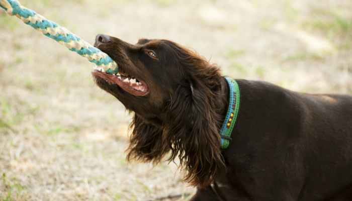 10 Easy Ways to Exercise Your Dog