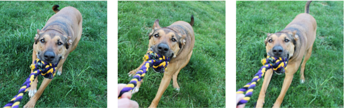 A Game of Tug as Training Reward