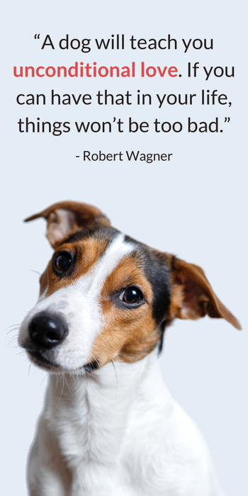 25 Heartwarming Dog Quotes