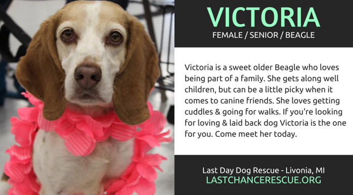 7 Stunning Seniors for Adoption