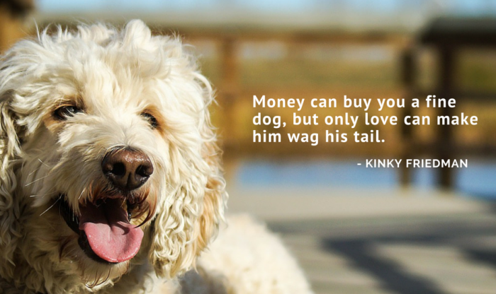 50 Funny, Inspirational, and Memorable Dog Quotes