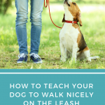 How To Teach Your Dog to Walk Nicely on the Leash