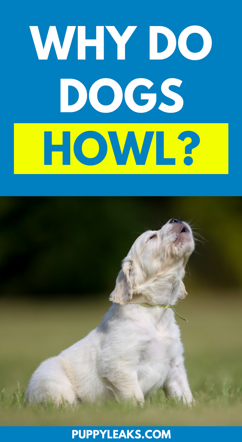 Why do dogs howl?