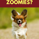 Why Do Dogs Get The Zoomies?