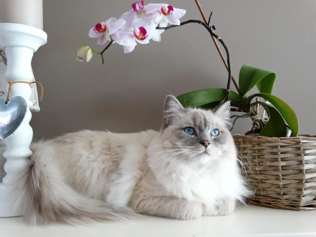 5 Steps How to Groom Your Cat at Home