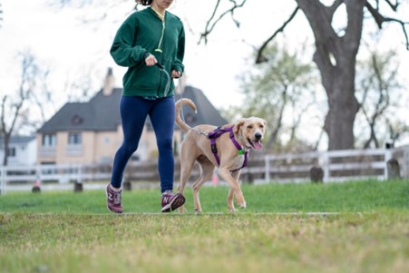 The Benefits of Regular Exercise for Pets