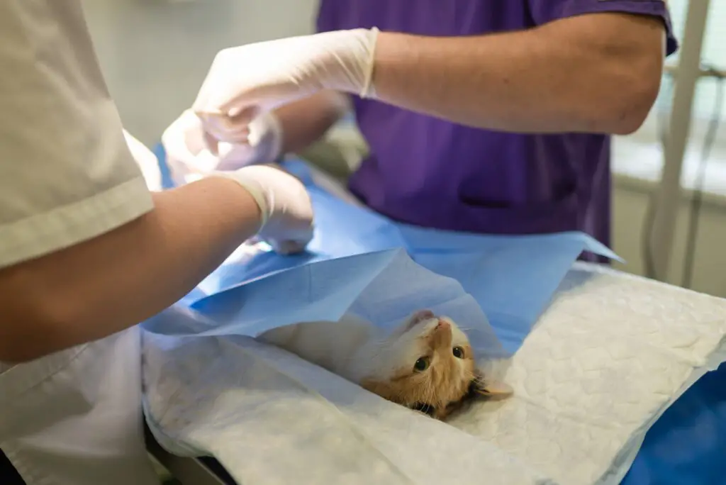 How to Prevent Feline Lower Uniry tract infection