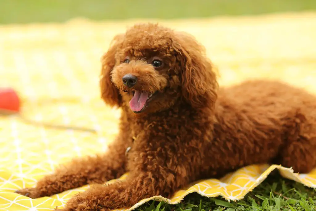 Most popular dog breeds in the US