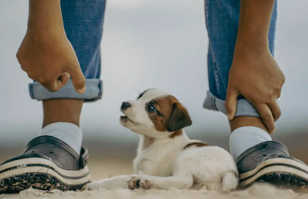 5 tips for first time Dog Owners