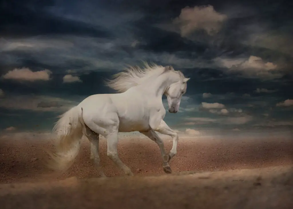 White Friesian horse